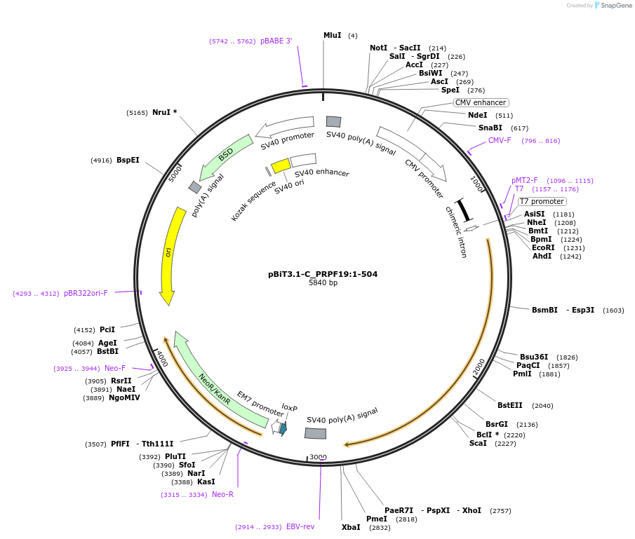 211173-plasmid-map-sequence-id-425872