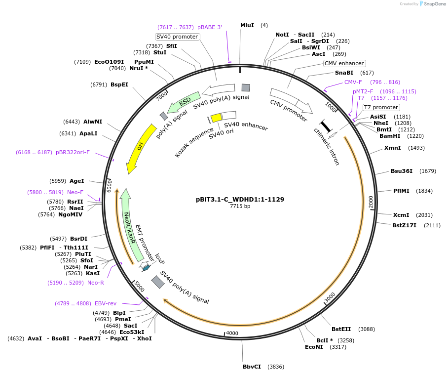 211175-plasmid-map-sequence-id-425874