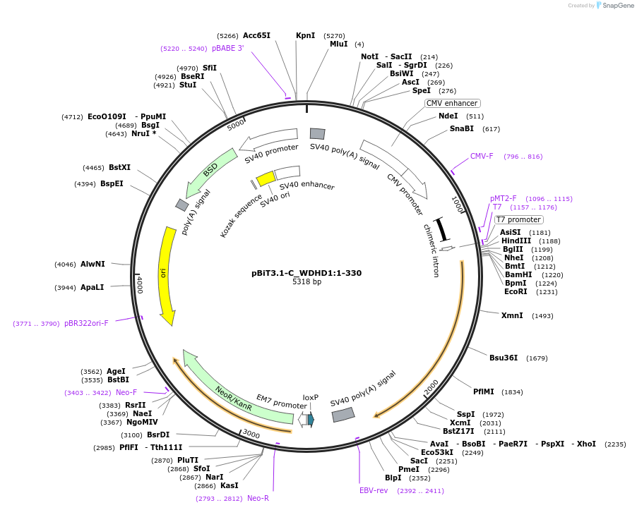 211176-plasmid-map-sequence-id-425875