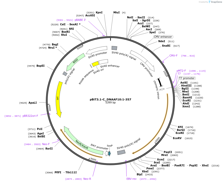 211179-plasmid-map-sequence-id-425878