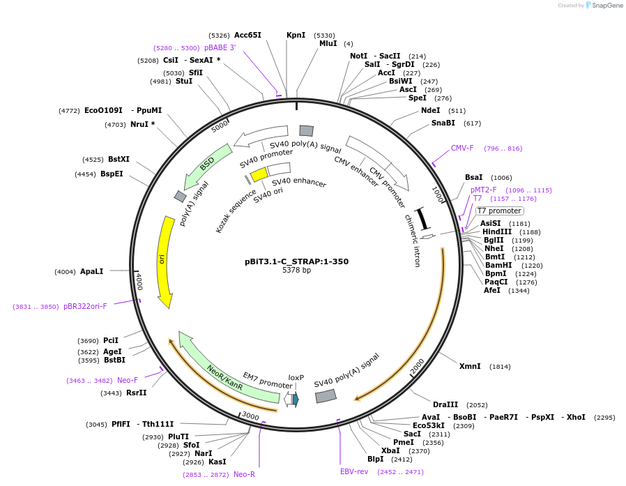 211180-plasmid-map-sequence-id-425879