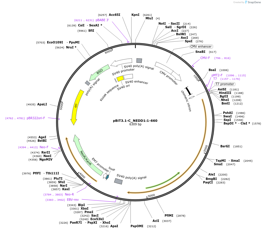 211181-plasmid-map-sequence-id-425880