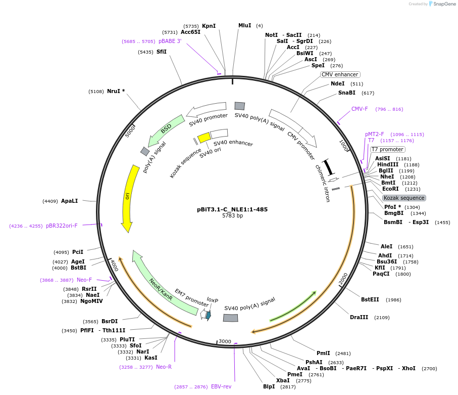 211182-plasmid-map-sequence-id-425881