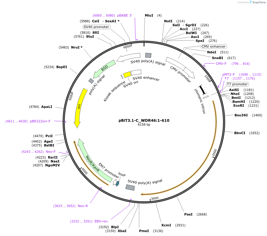 211183-plasmid-map-sequence-id-425882