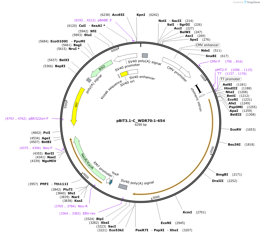 211184-plasmid-map-sequence-id-425883