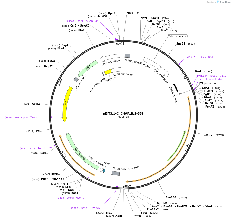 211185-plasmid-map-sequence-id-425884
