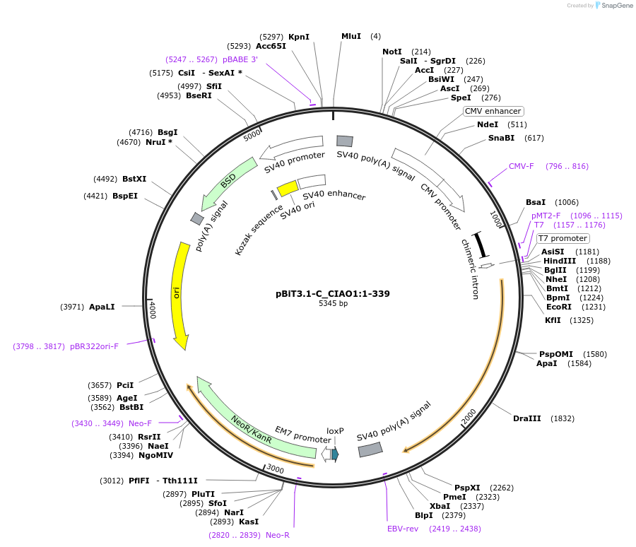 211186-plasmid-map-sequence-id-425885