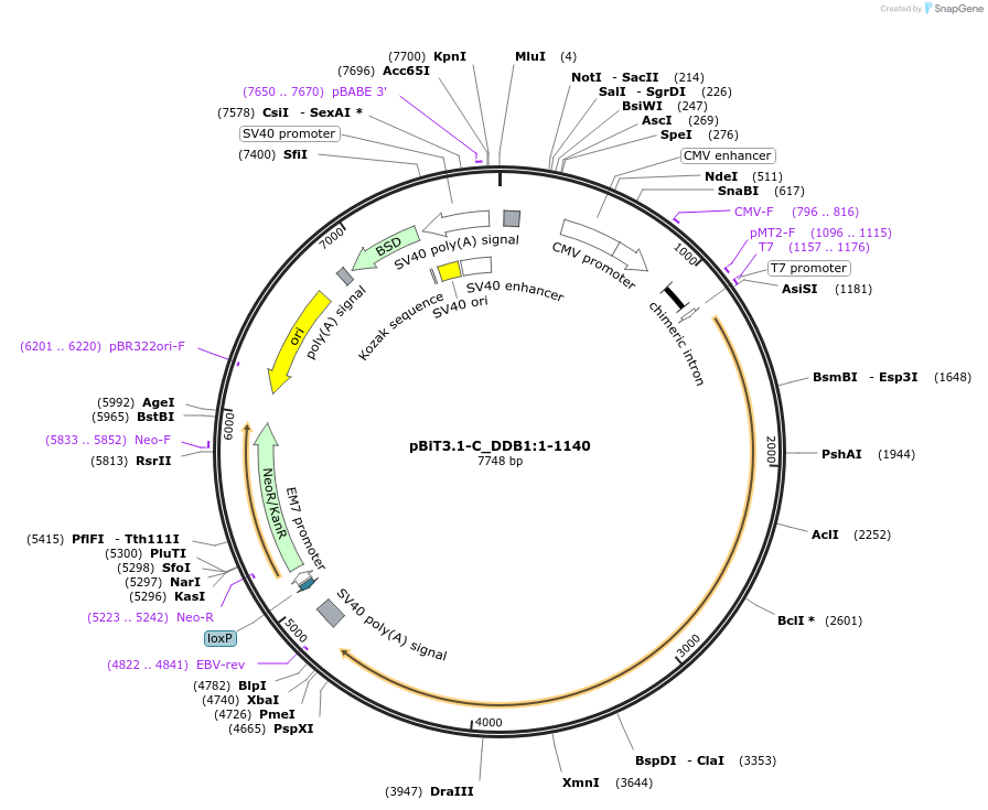 211187-plasmid-map-sequence-id-425886