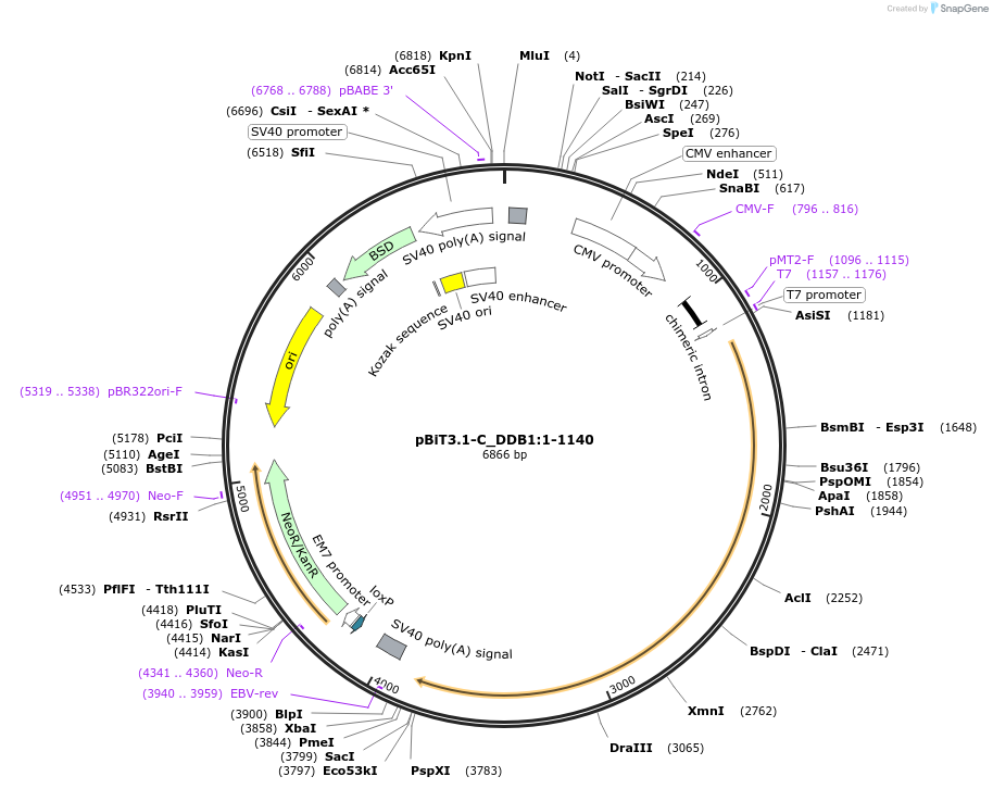 211188-plasmid-map-sequence-id-425887