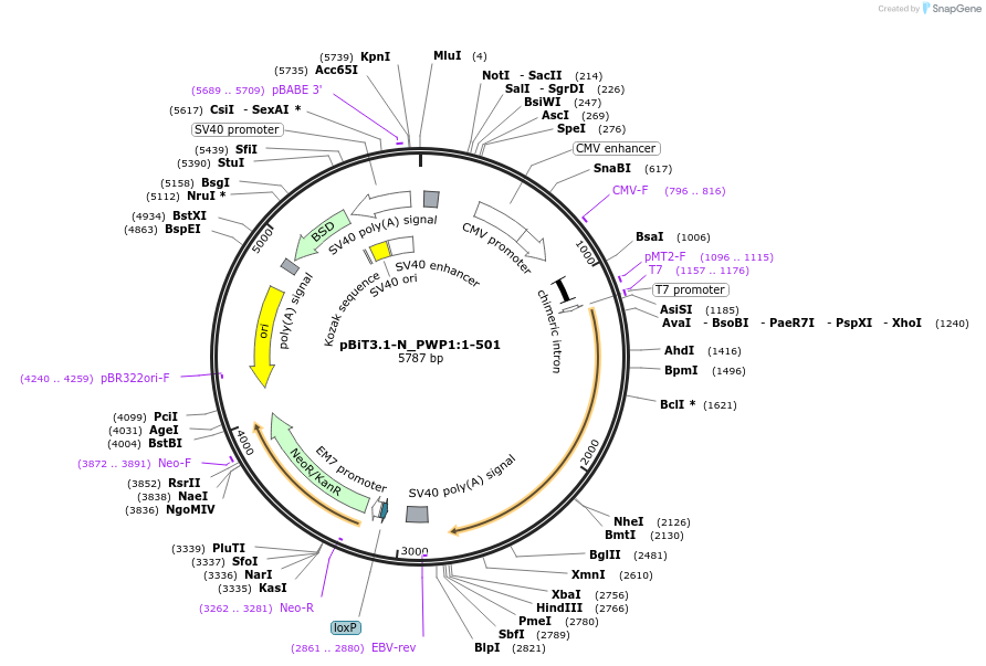 211189-plasmid-map-sequence-id-425888