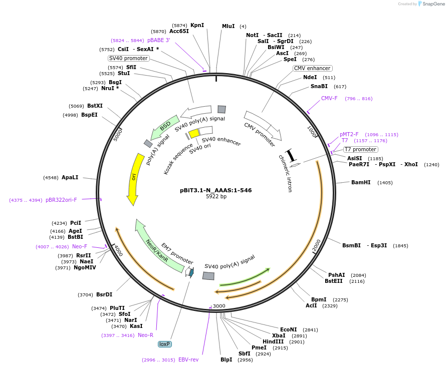 211191-plasmid-map-sequence-id-425890