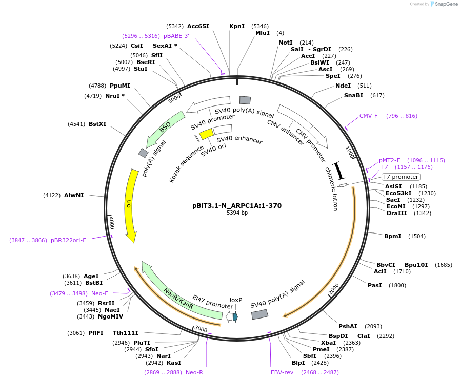 211194-plasmid-map-sequence-id-425893
