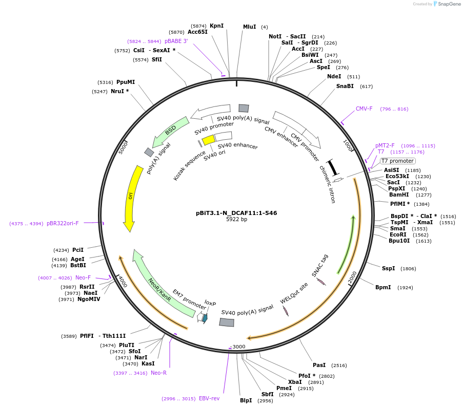 211197-plasmid-map-sequence-id-425896