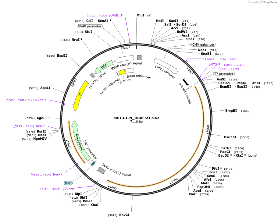 211200-plasmid-map-sequence-id-425898