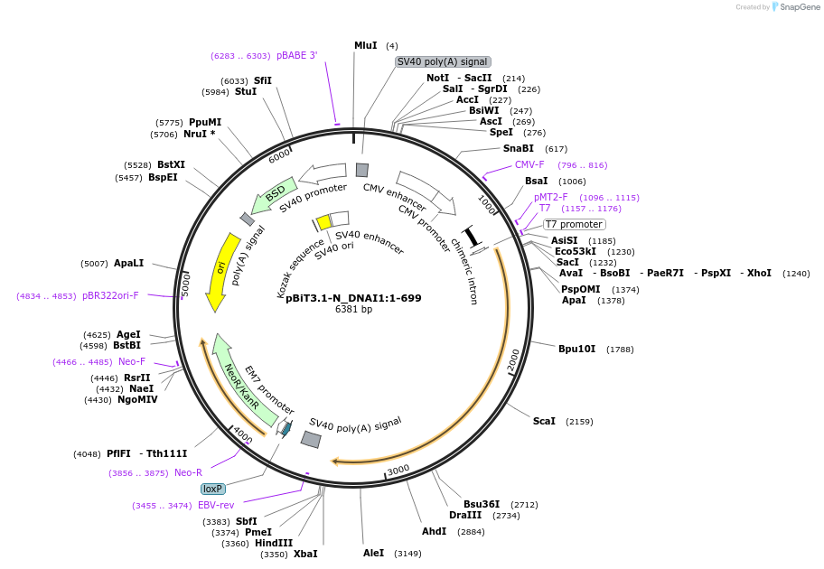 211201-plasmid-map-sequence-id-425899