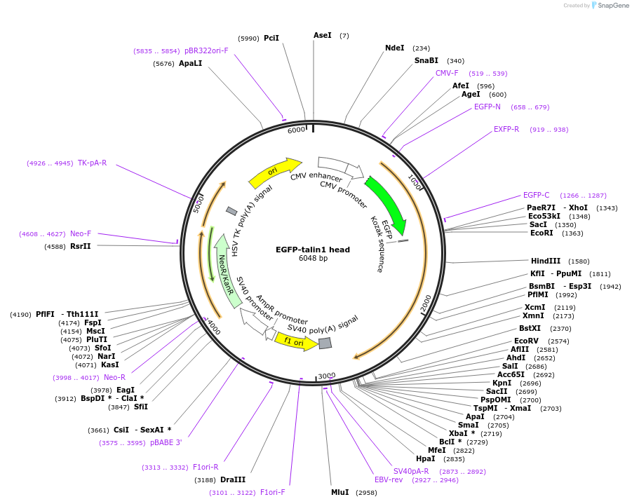 32856-plasmid-map-sequence-id-42590