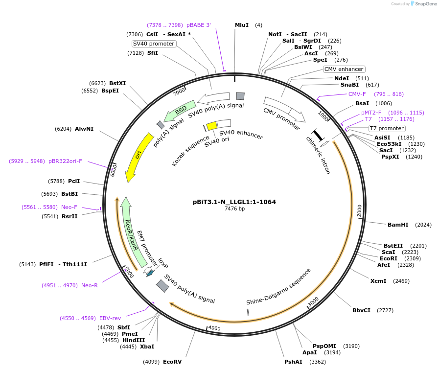 211214-plasmid-map-sequence-id-425908