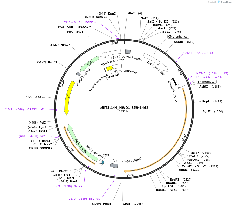 211221-plasmid-map-sequence-id-425915
