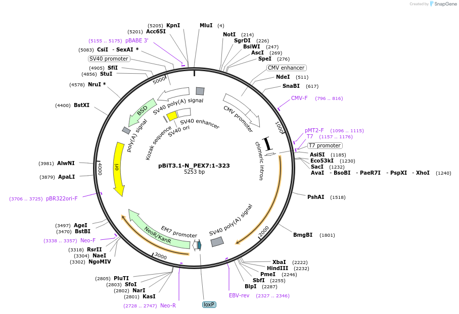 211223-plasmid-map-sequence-id-425917