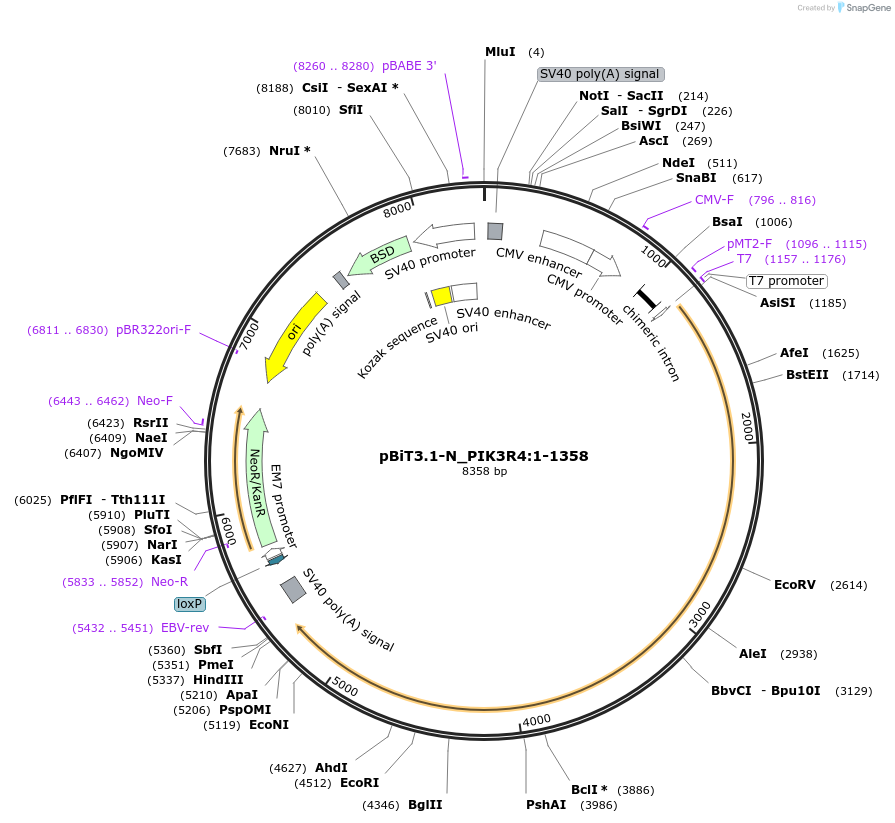 211224-plasmid-map-sequence-id-425918