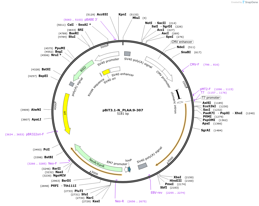 211226-plasmid-map-sequence-id-425920