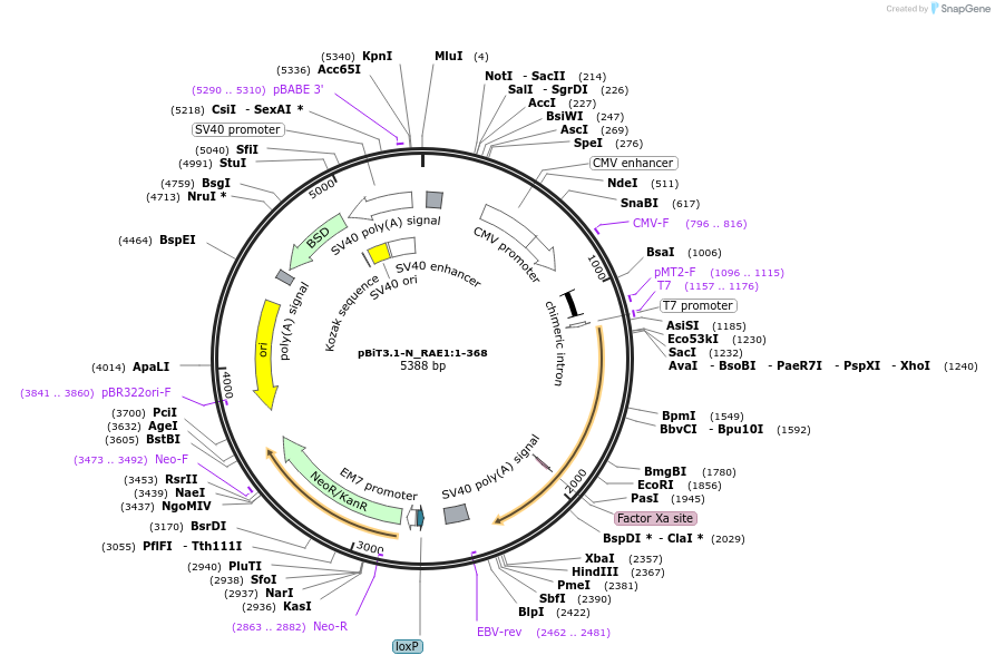 211227-plasmid-map-sequence-id-425921