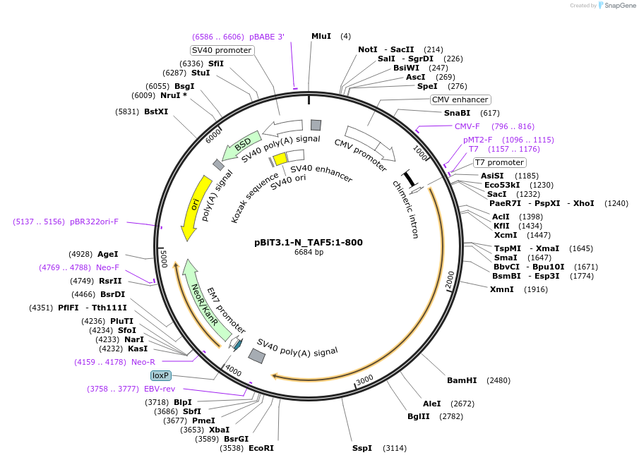211231-plasmid-map-sequence-id-425925