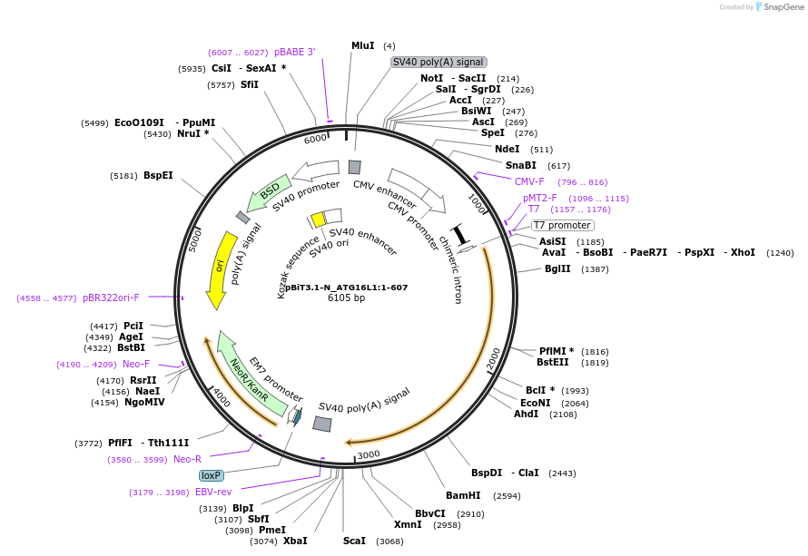 211234-plasmid-map-sequence-id-425928