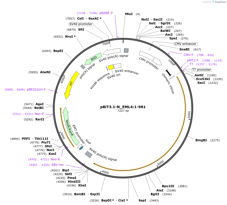 211241-plasmid-map-sequence-id-425934