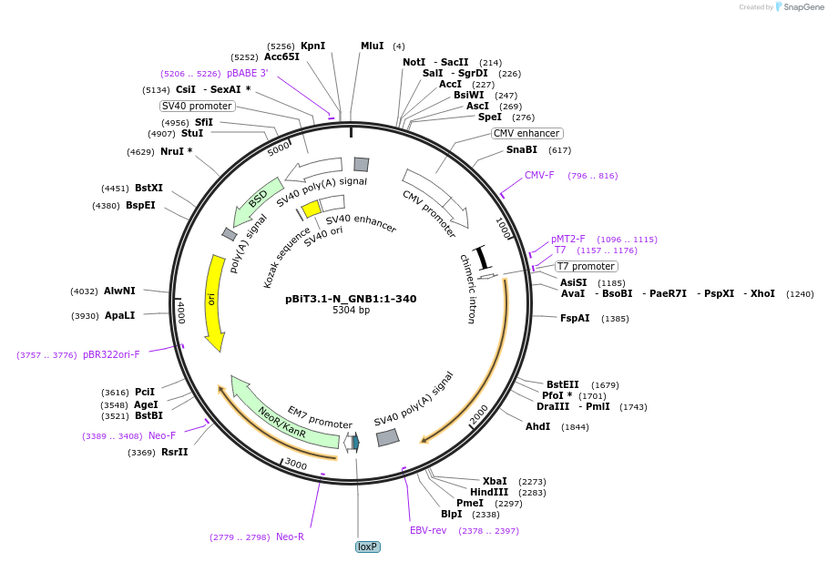 211243-plasmid-map-sequence-id-425936