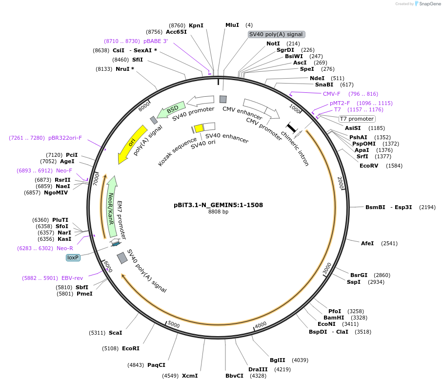211123-plasmid-map-sequence-id-425937
