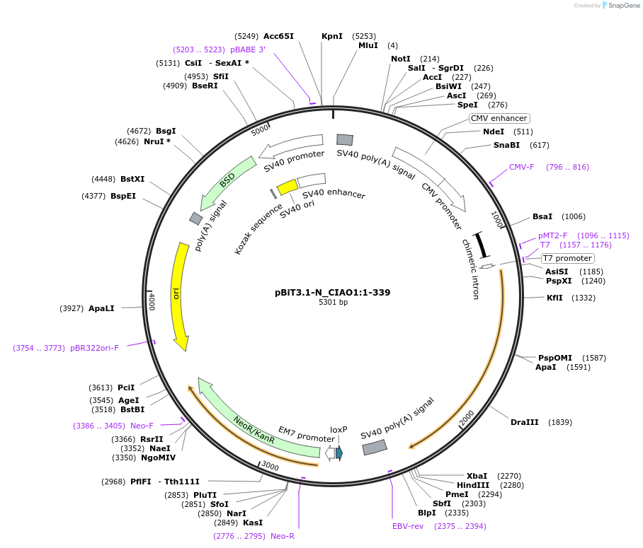 211145-plasmid-map-sequence-id-425938