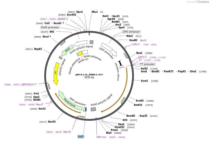 211131-plasmid-map-sequence-id-425939