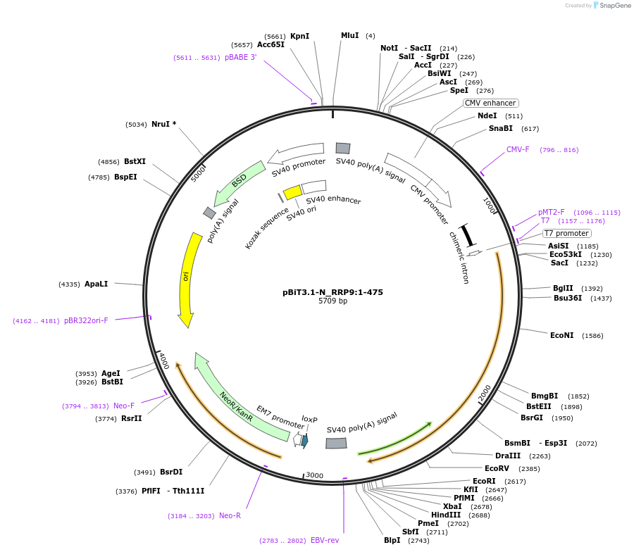 211133-plasmid-map-sequence-id-425940