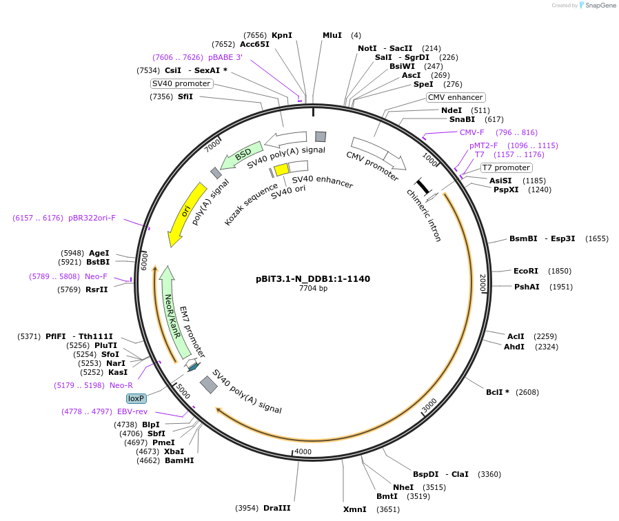211146-plasmid-map-sequence-id-425941