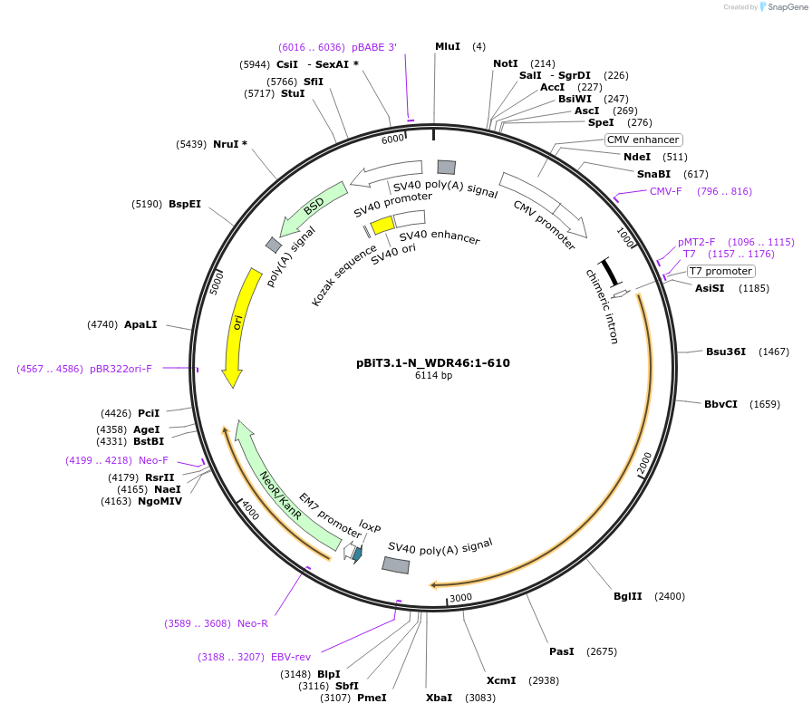 211142-plasmid-map-sequence-id-425949