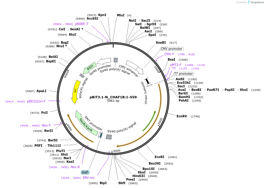 211144-plasmid-map-sequence-id-425950