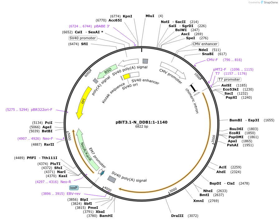211147-plasmid-map-sequence-id-425951