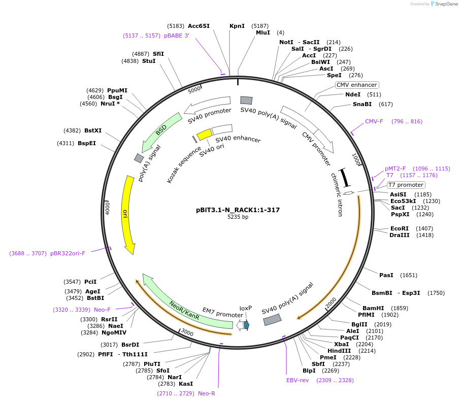 211110-plasmid-map-sequence-id-425952