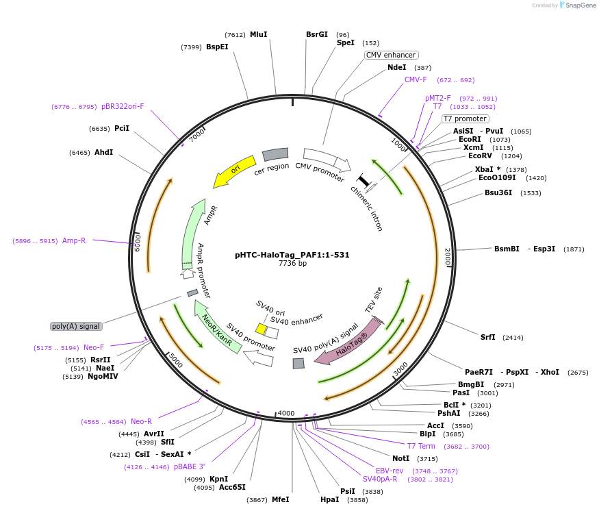211076-plasmid-map-sequence-id-425954