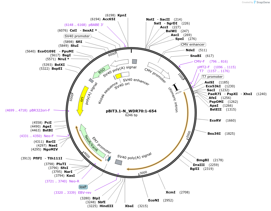 211143-plasmid-map-sequence-id-425961