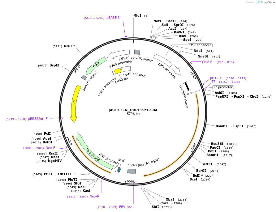211132-plasmid-map-sequence-id-425962