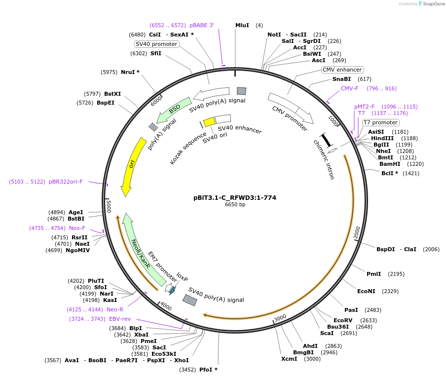 211108-plasmid-map-sequence-id-425965