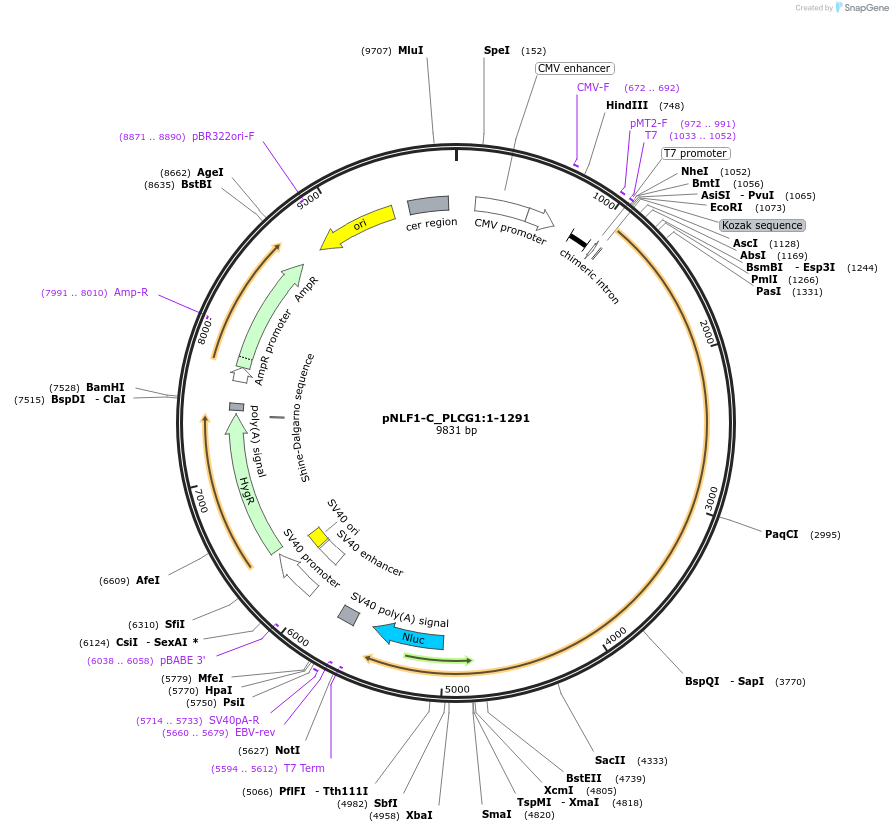 211089-plasmid-map-sequence-id-425967