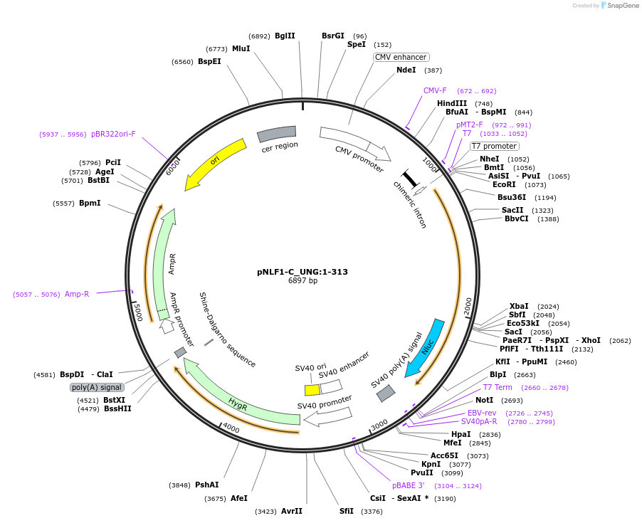 211093-plasmid-map-sequence-id-425971