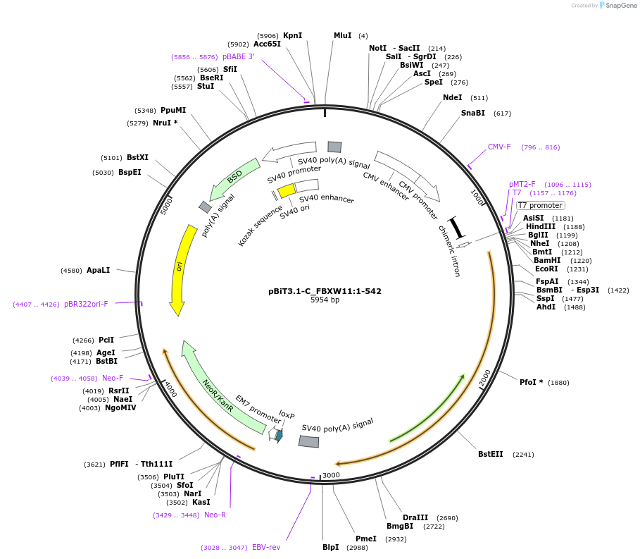 211105-plasmid-map-sequence-id-425973