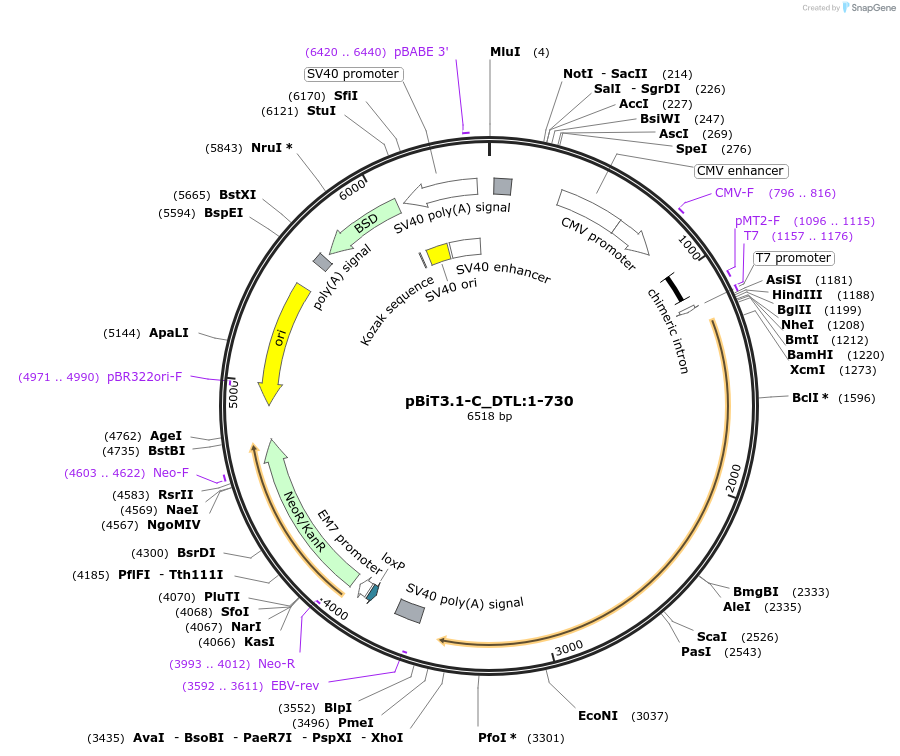 211107-plasmid-map-sequence-id-425976