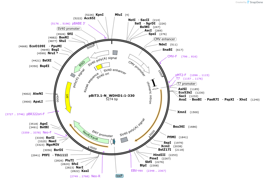 211135-plasmid-map-sequence-id-425977