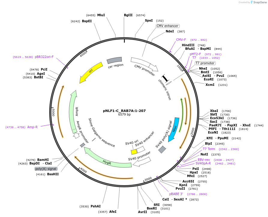 211098-plasmid-map-sequence-id-425978