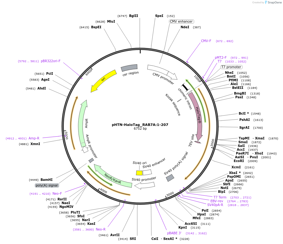 211095-plasmid-map-sequence-id-425981